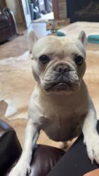 Lost Female Dog last seen Academy Dr., Amarillo, TX 79119