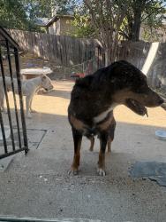 Reunited Male Dog last seen South Creek, Round Rock, TX 78664, USA, Round Rock, TX 78664