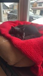 Reunited Male Cat last seen Langland Drive and Evelin Drive, Greater London, England HA5 4SA