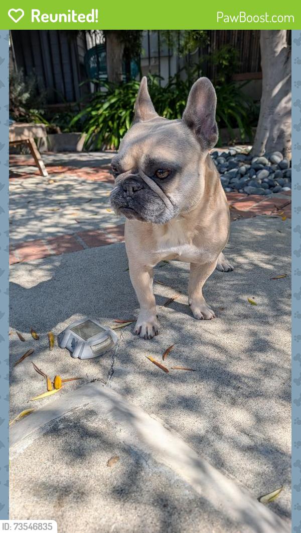 Reunited Male Dog last seen Berkeley x Murray, Los Angeles, CA 90026
