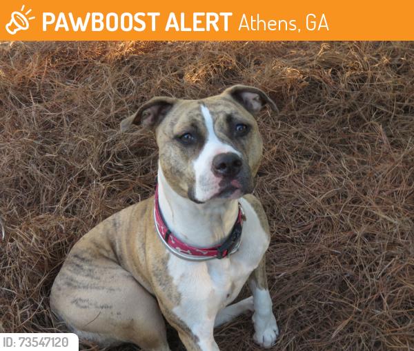 Surrendered Female Dog last seen Near Harold Dr, Athens, GA 30606