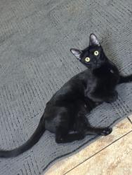 Lost Female Cat last seen mcdonalds, Weslaco, TX 78599