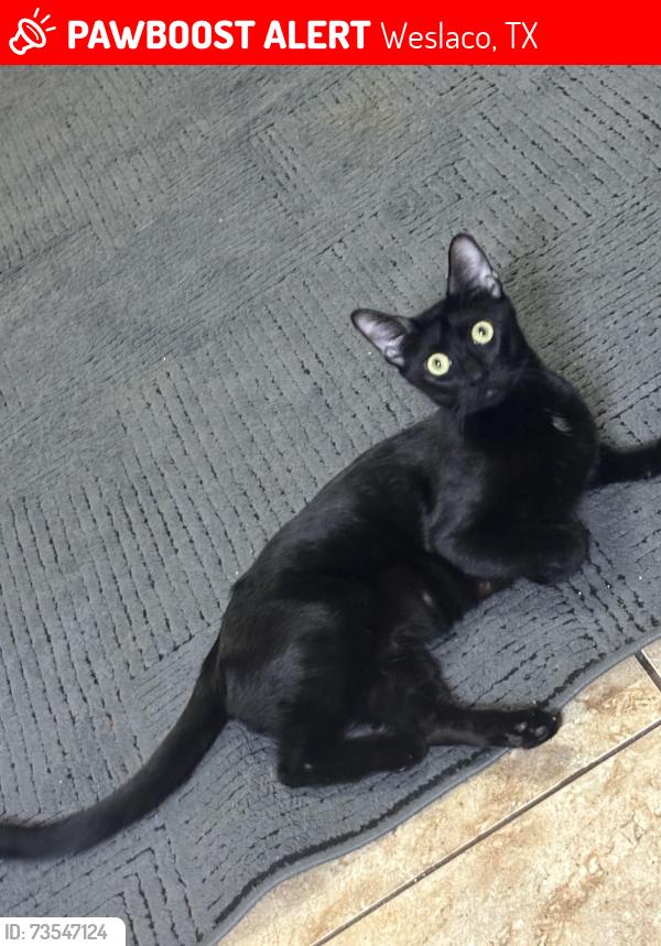 Lost Female Cat last seen mcdonalds, Weslaco, TX 78599