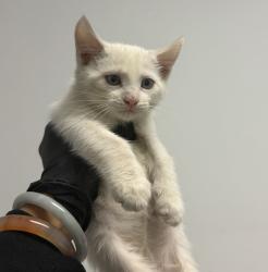 Shelter Stray Female Cat last seen Vicente St, San Diego, CA, 92114, 5500 Gaines St, San Diego, CA 92110, USA
