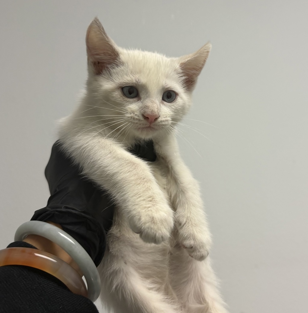 Shelter Stray Female Cat last seen Vicente St, San Diego, CA, 92114, 5500 Gaines St, San Diego, CA 92110, USA
