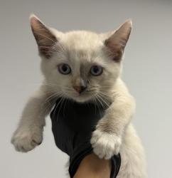 Shelter Stray Female Cat last seen Vicente St, San Diego, CA, 92114, 5500 Gaines St, San Diego, CA 92110, USA