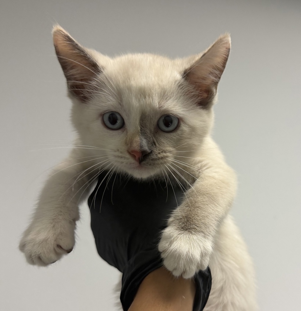 Shelter Stray Female Cat last seen Vicente St, San Diego, CA, 92114, 5500 Gaines St, San Diego, CA 92110, USA