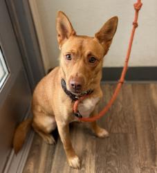 Shelter Stray Female Dog last seen Voltaire Street, San Diego, CA, 92107, 5500 Gaines St, San Diego, CA 92110, USA