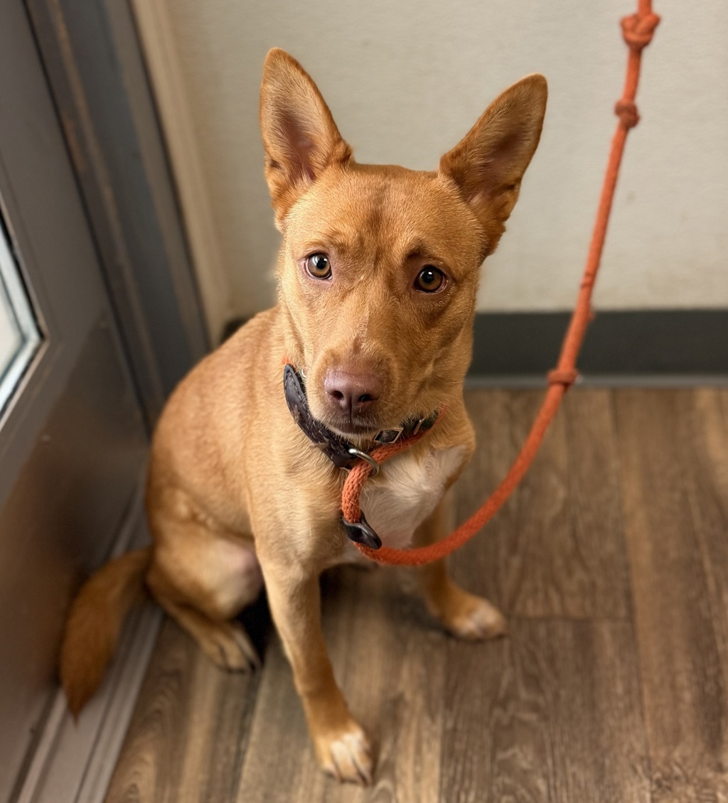 Shelter Stray Female Dog last seen Voltaire Street, San Diego, CA, 92107, 5500 Gaines St, San Diego, CA 92110, USA