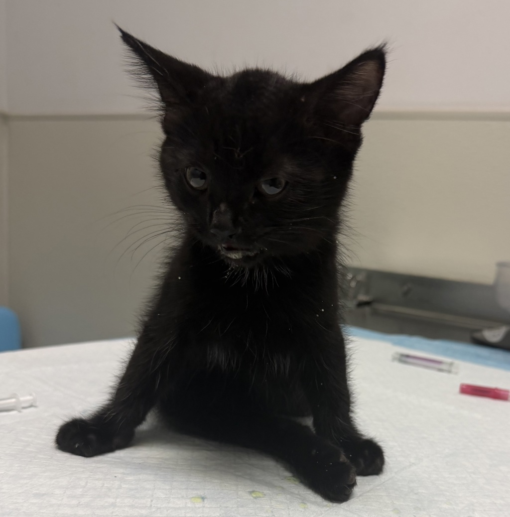 Shelter Stray Male Cat last seen street, San Diego, CA, 92154, 5500 Gaines St, San Diego, CA 92110, USA