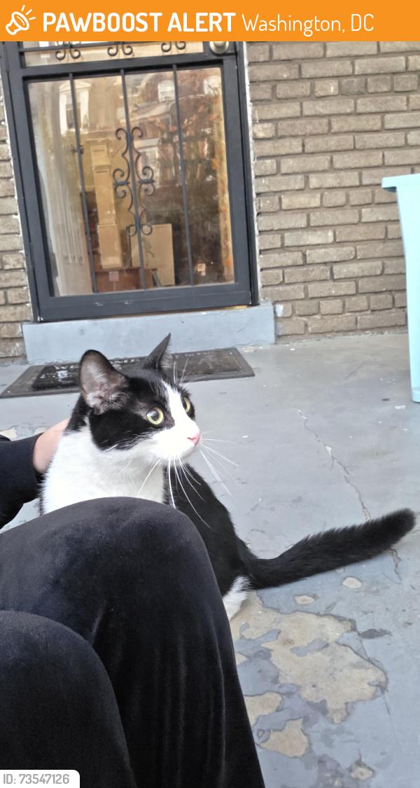 Found/Stray Unknown Cat last seen Now Open Market, Washington, DC 20010