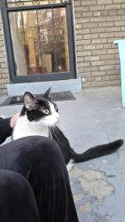 Found/Stray Unknown Cat last seen Now Open Market, Washington, DC 20010