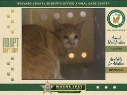Shelter Stray Female Cat last seen Near Brandon Court, COCOA, FL, 32926, 5100 W Eau Gallie Blvd, Melbourne, FL 32934, USA