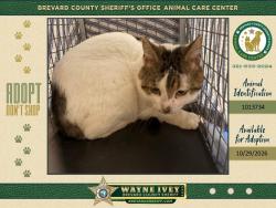 Shelter Stray Female Cat last seen Near Brandon Court, COCOA, FL, 32926, 5100 W Eau Gallie Blvd, Melbourne, FL 32934, USA
