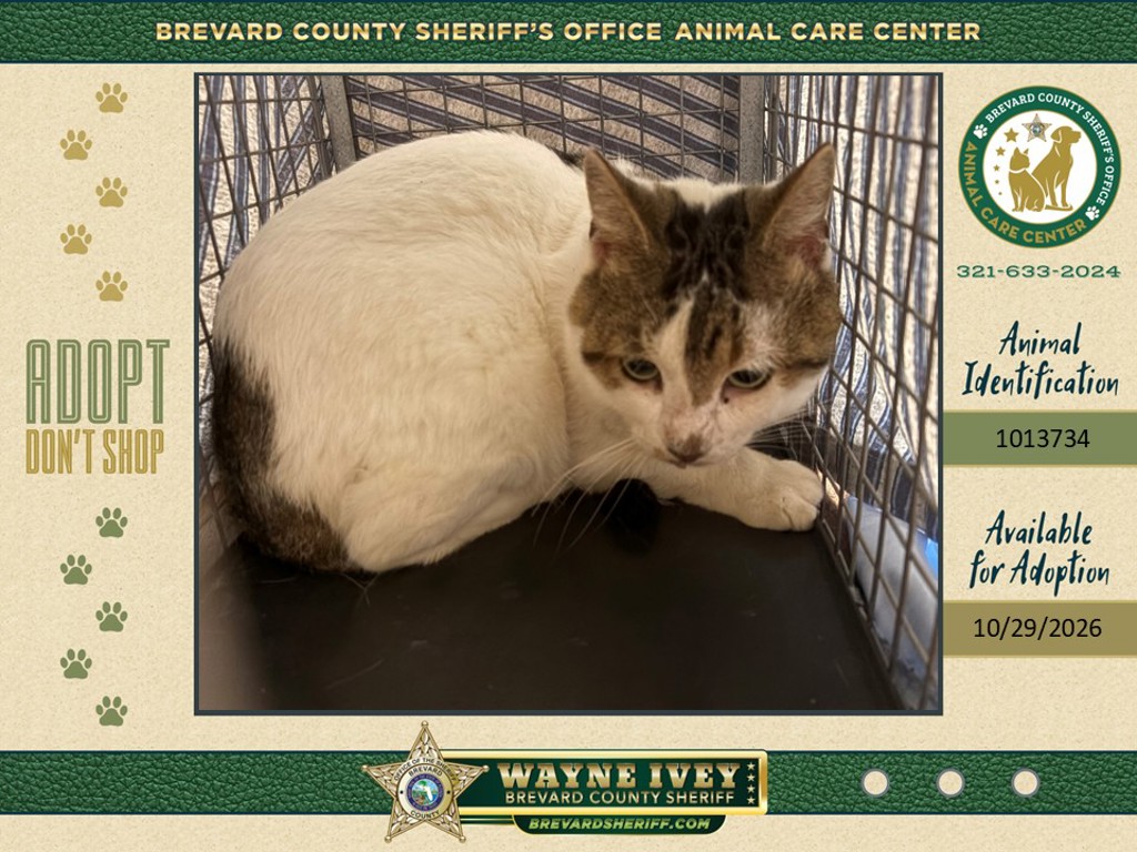 Shelter Stray Female Cat last seen Near Brandon Court, COCOA, FL, 32926, 5100 W Eau Gallie Blvd, Melbourne, FL 32934, USA