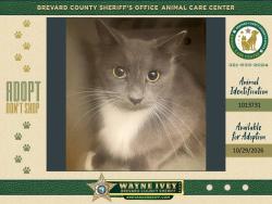 Shelter Stray Female Cat last seen Near Browning Avenue, TITUSVILLE, FL, 32780, 5100 W Eau Gallie Blvd, Melbourne, FL 32934, USA