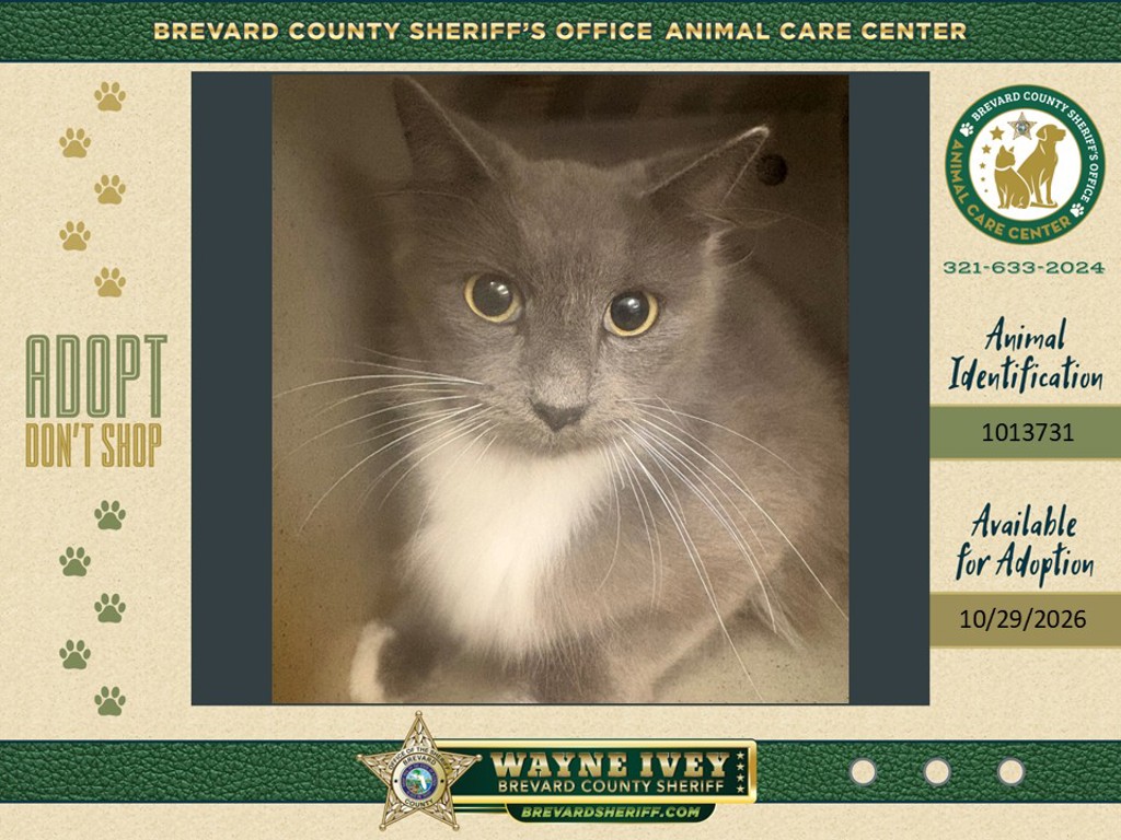 Shelter Stray Female Cat last seen Near Browning Avenue, TITUSVILLE, FL, 32780, 5100 W Eau Gallie Blvd, Melbourne, FL 32934, USA