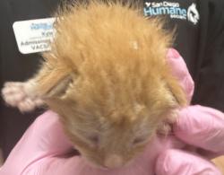Shelter Stray Male Cat last seen Near Maria Avenue, Spring Valley, CA, 91977, El Cajon, CA 92020, USA