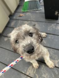 Shelter Stray Female Dog last seen Near Snowbird Court, VIRGINIA BEACH, VA, 23454, 341 S Birdneck Rd, Virginia Beach, VA 23451, USA