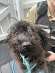 Shelter Stray Female Dog last seen Near Snowbird Court, VIRGINIA BEACH, VA, 23454, 341 S Birdneck Rd, Virginia Beach, VA 23451, USA