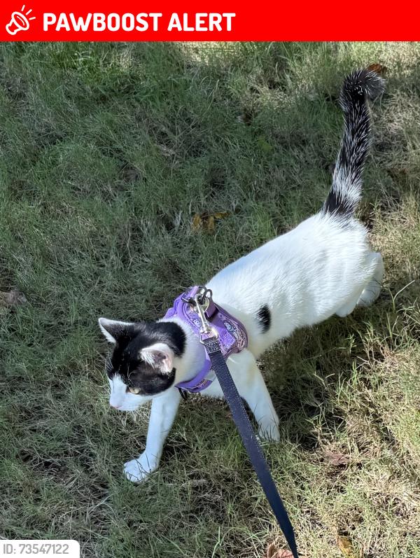 Lost Female Cat last seen Silverside way and new hope road possibly saltwater circle, Charleston County, SC 29455