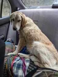 Lost Female Dog last seen Argus and Wyant, Kingston, WA 98346