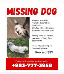 Lost Female Dog last seen Vesty Park apmts, Denver, CO 80204