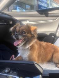 Lost Female Dog last seen Birdsall Avenue and Redding, Oakland, CA 94619
