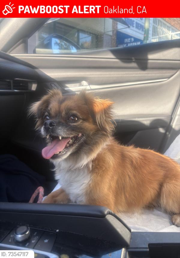 Lost Female Dog last seen Birdsall Avenue and Redding, Oakland, CA 94619