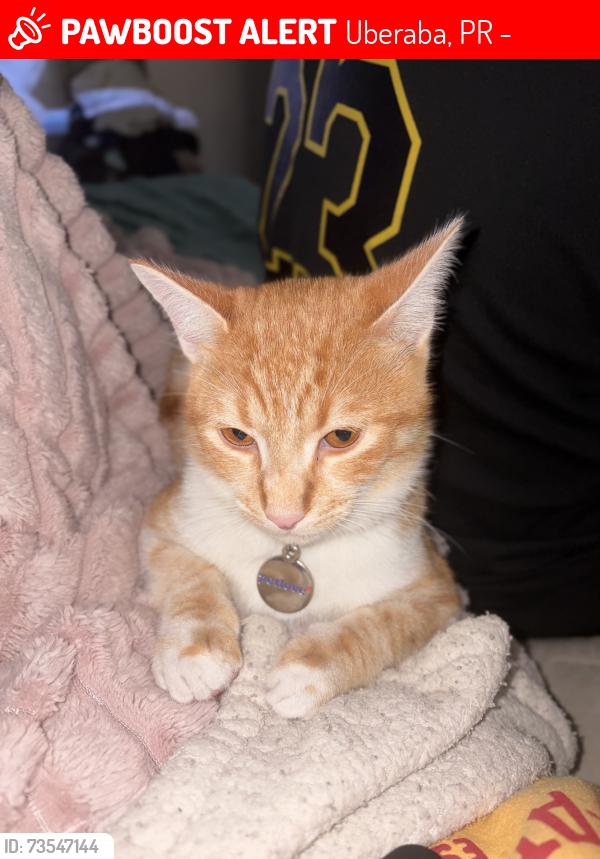 Lost Male Cat last seen Rua Paulo César Rodrigues De Almeida, 147, Uberaba, PR 81590-568