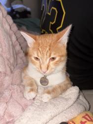 Lost Male Cat last seen Rua Paulo César Rodrigues De Almeida, 147, Uberaba, PR 81590-568