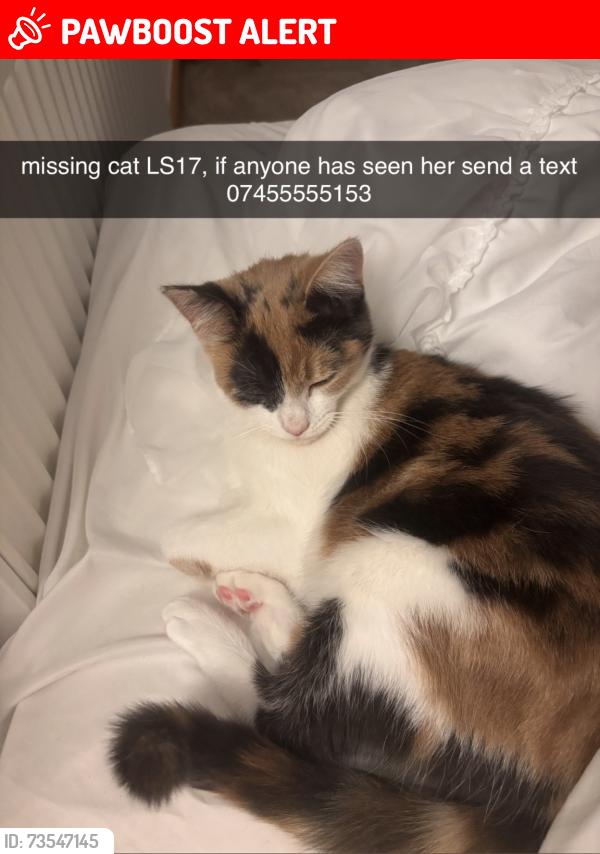 Lost Female Cat last seen flts on Cranmer close, West Yorkshire, England LS17 5LB