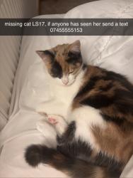 Lost Female Cat last seen flts on Cranmer close, West Yorkshire, England LS17 5LB