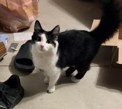 Found/Stray Female Cat last seen Sunningdale Rd, London, ON 
