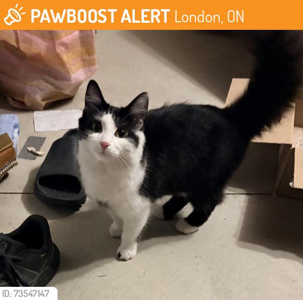 Found/Stray Female Cat last seen Sunningdale Rd, London, ON 