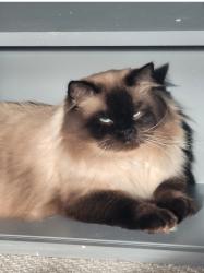 Lost Male Cat last seen Rabbit hill road , terwillagar area, Lincoln Cresent, Edmonton, AB T6R 3B2