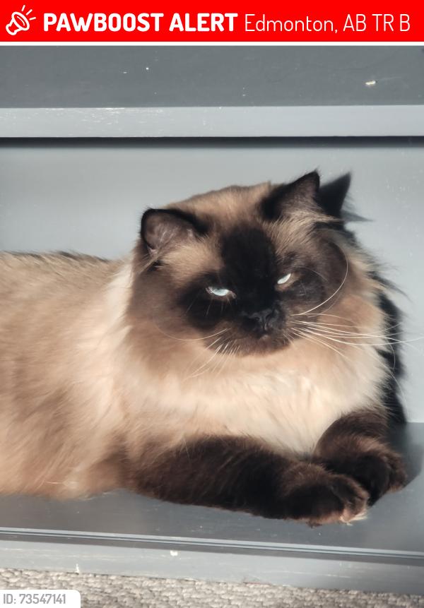 Lost Male Cat last seen Rabbit hill road , terwillagar area, Lincoln Cresent, Edmonton, AB T6R 3B2