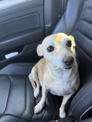 Found/Stray Female Dog last seen Howard Ave & Bellevue St, Tucson, AZ 85716