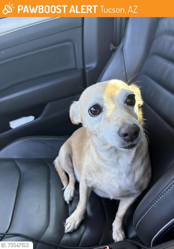 Found/Stray Female Dog last seen Howard Ave & Bellevue St, Tucson, AZ 85716