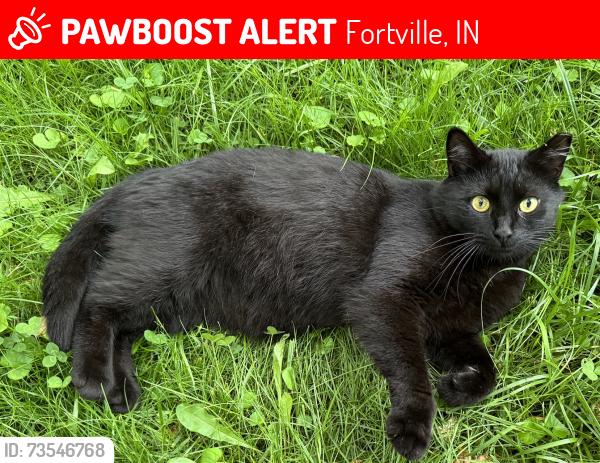 Lost Male Cat last seen West Ohio St. (101st St) and Merrill St. / Northwest Fortville / Memorial Park, Fortville, IN 46040