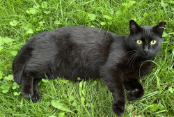 Lost Male Cat last seen West Ohio St. (101st St) and Merrill St. / Northwest Fortville / Memorial Park, Fortville, IN 46040
