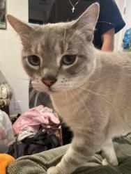 Lost Male Cat last seen S howard st, Tacoma, WA 98465