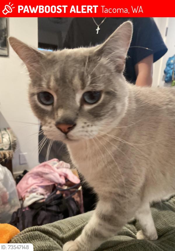 Lost Male Cat last seen S howard st, Tacoma, WA 98465