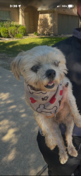 Found/Stray Female Dog last seen Barker park ct, Houston, TX 77433