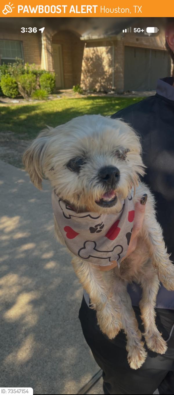 Found/Stray Female Dog last seen Barker park ct, Houston, TX 77433