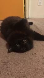 Lost Male Cat last seen Burke and Halley, Burnaby, BC V5H 1B5