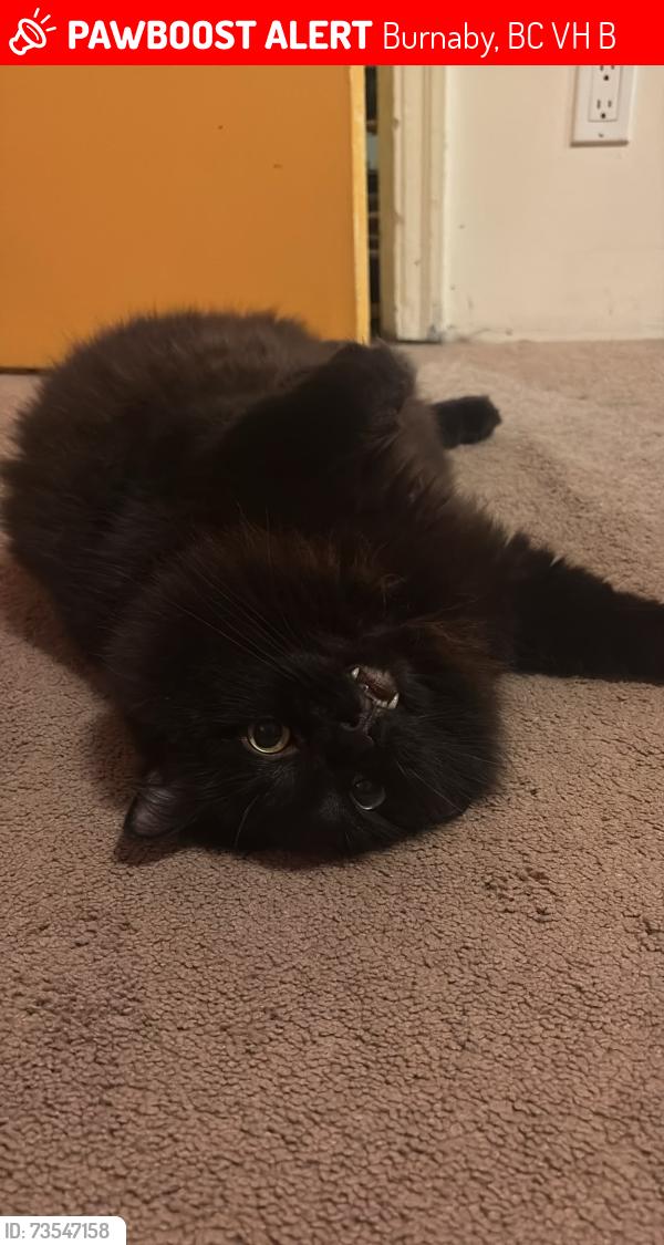 Lost Male Cat last seen Burke and Halley, Burnaby, BC V5H 1B5