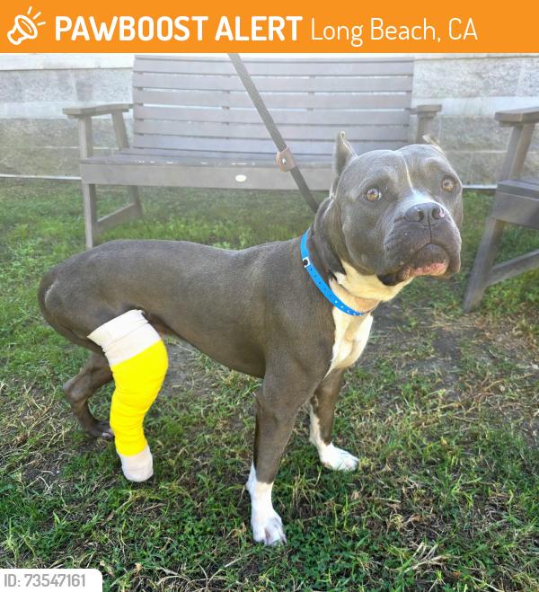 Found/Stray Male Dog last seen Near Locust Ave, Long Beach, CA 90813, Long Beach, CA 90813
