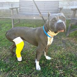 Found/Stray Male Dog last seen Near Locust Ave, Long Beach, CA 90813, Long Beach, CA 90813