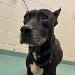 Shelter Stray Female Dog last seen , 2350 Appling City Cove, Memphis, TN 38133, USA